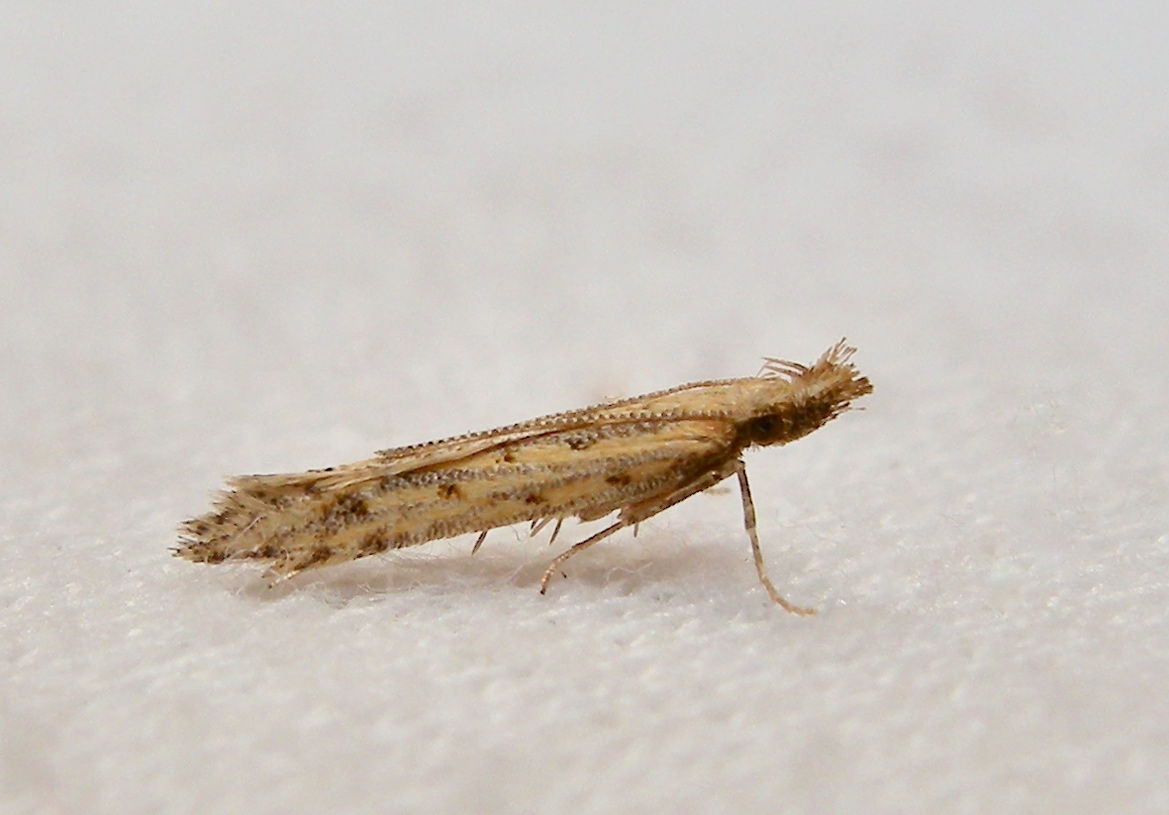 Gelechiidae